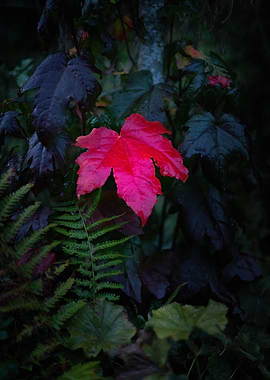 Single Red Leaf in Foliage