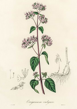Botanical Illustration of Oregano