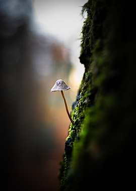 Mushroom on Tree Bark