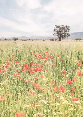 Puglia, Italy I Fields of wild red poppy flowers, natural boho bohemian in the Italian countryside of Mediterranean landscapes with a retro vintage pastel green summer aesthetic like in Tuscany