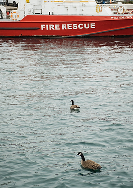 Canada Goose in Downtown Toronto