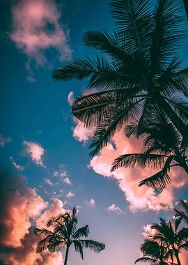 Palm Trees Sunset