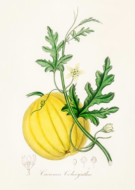Bitter Gourd Illustration