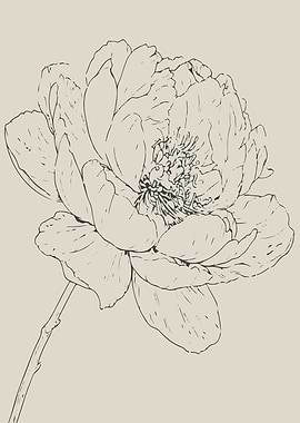 Peony Flower Line Art in Black and White