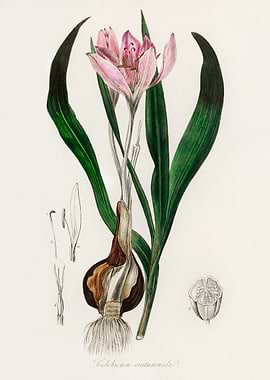 Colchicum Autumnale Illustration