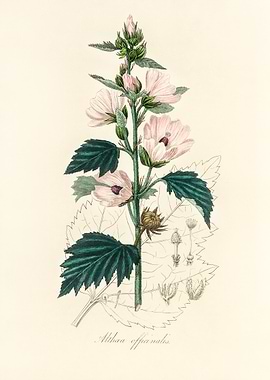 Althaea Officinalis Illustration