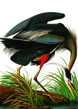 Great Blue Heron Illustration