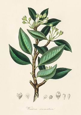 Wintera aromatica Illustration