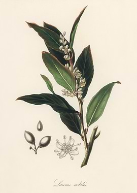 Bay Laurel Botanical Illustration