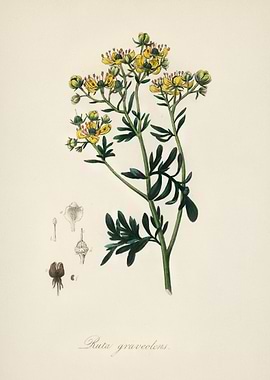 Ruta graveolens Illustration