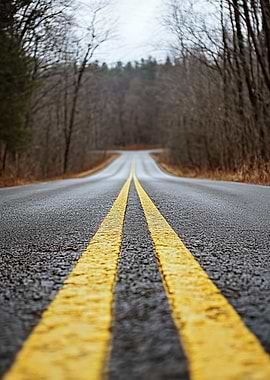 Empty Road Through Woods