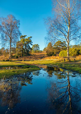 Tranquil Forest Pond