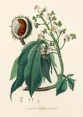 Horse Chestnut Illustration