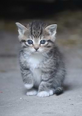 Chat assis gris aux yeux bleus