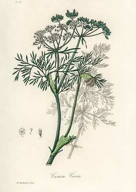Carum Carvi Botanical Illustration