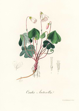 Oxalis Acetosella Illustration