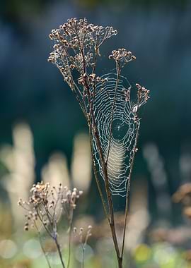 Dewy Spiderweb on Branch
