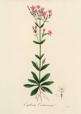 Erythraea Centaurium Botanical Illustration