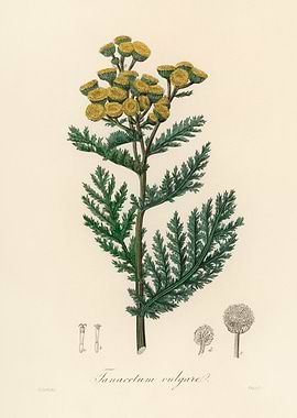 Tanacetum Vulgare Illustration