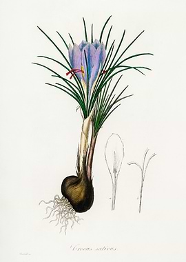Crocus Sativus Illustration