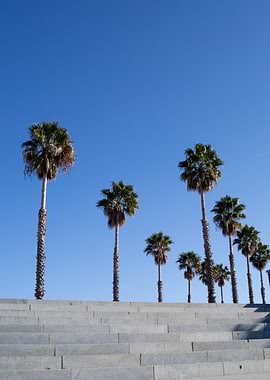 Palm Trees and Steps