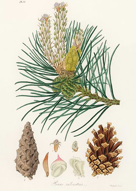 Scots Pine Illustration