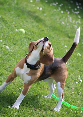 Beagle Dog Playing in Grass