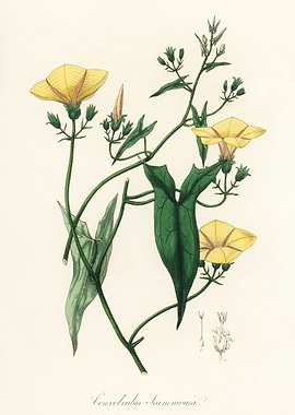 Yellow Flower Illustration