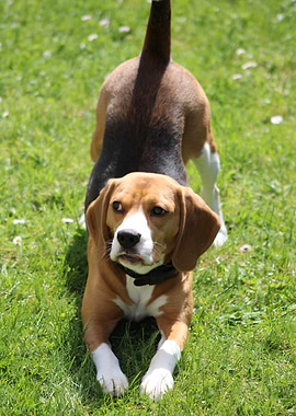 Beagle Dog on Grass