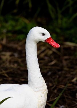 White Goose with Red Beak