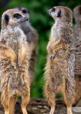 Meerkat Pair Standing Tall