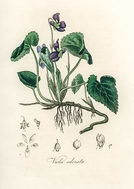 Viola Odorata Illustration