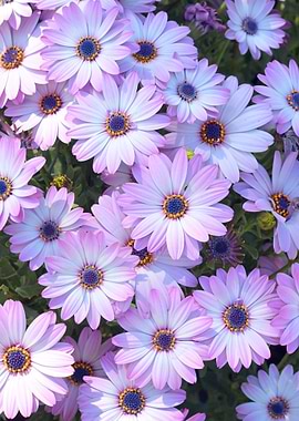 Purple and White Daisies