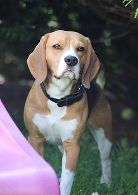 Beagle Dog Portrait