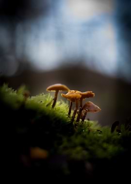 Mushrooms in Moss