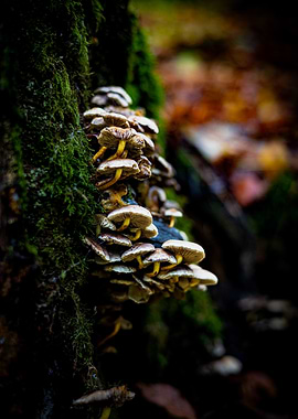 Mushrooms on Tree Trunk