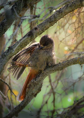 Siberian Jay preening