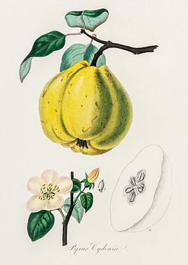 Quince Fruit Illustration