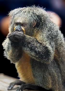 Gray-Headed Saki Monkey