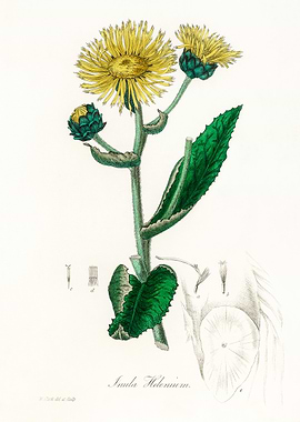 Inula Helenium Flower Illustration