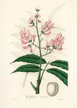 Geoffroya inermis Botanical Illustration