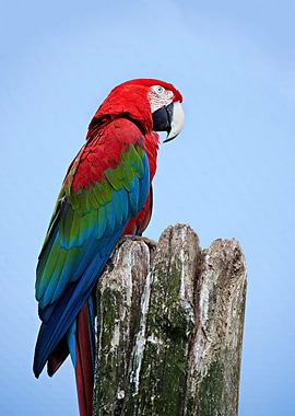 Scarlet Macaw on a Branch