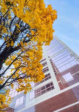 Autumn Leaves and Skyscraper