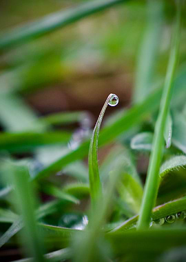 Dewdrop on Grass Blade