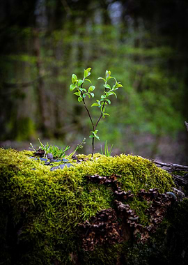 New Life in the Forest
