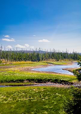 Serene River in Forest Clearing
