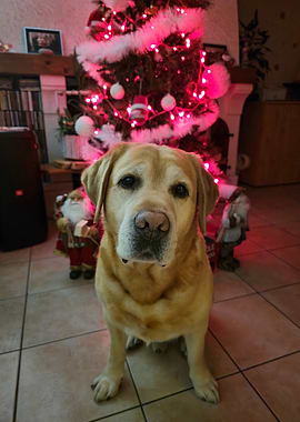 Labrador Christmas
