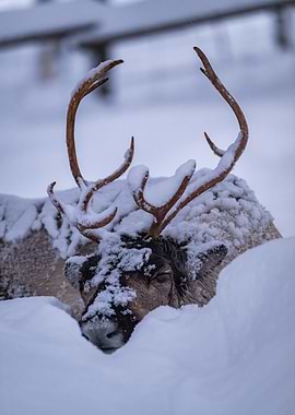 Sleeping Reindeer in Snow