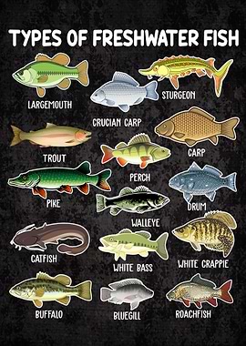 Types Of Freshwater Fish Funny Kids Fishing