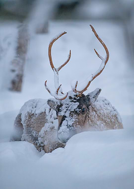Reindeer in Snow